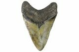 Fossil Megalodon Tooth - North Carolina #164881-1